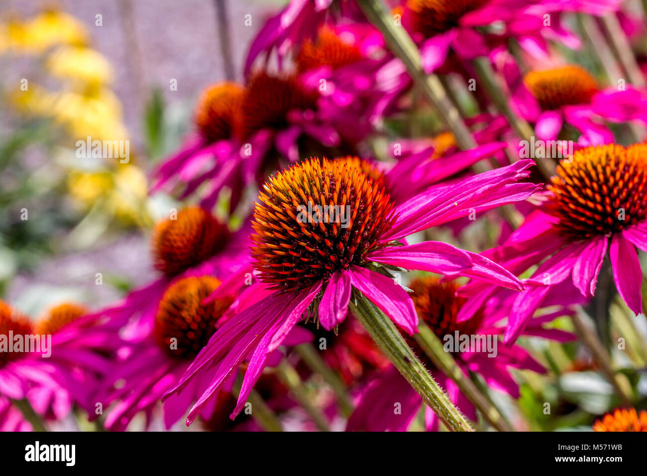 Echinacea 'Pink Shimmer" (Flag) Stockfoto