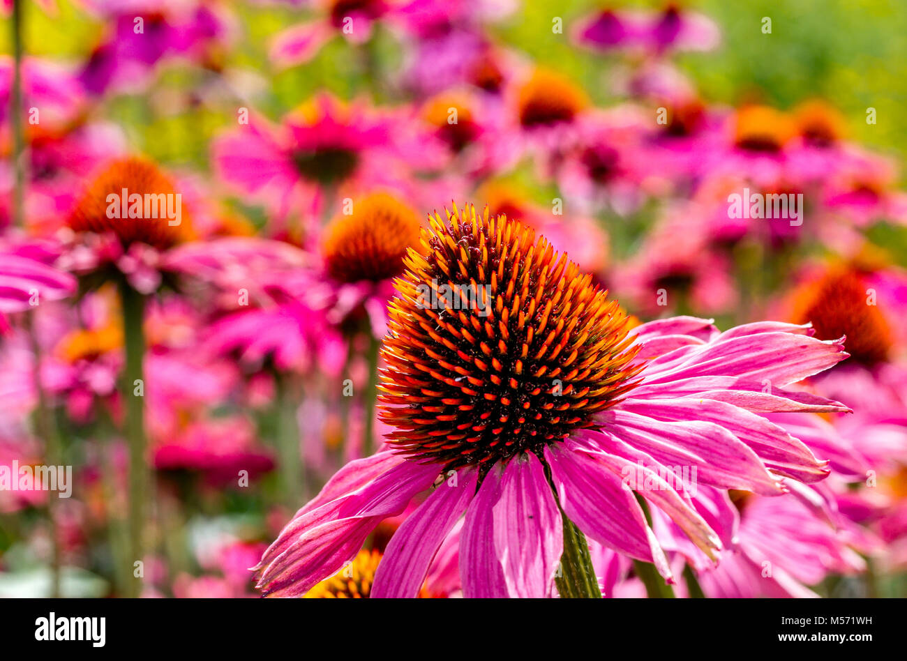 Echinacea purpurea 'Rubinglow' oder allgemein als Sonnenhut 'Rubinglow" bekannt Stockfoto
