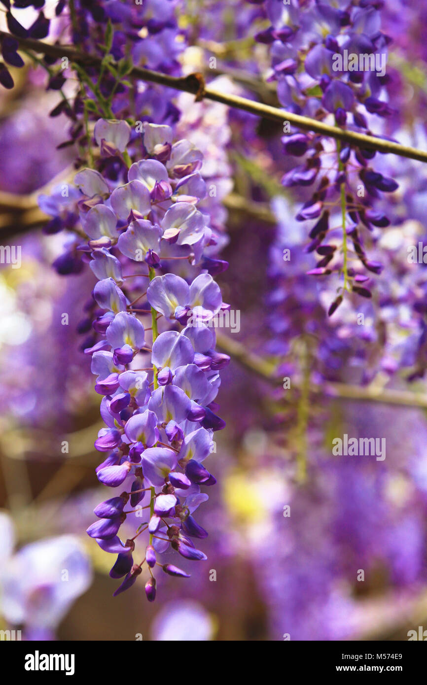 Lila wisteria Blumen, schne Landschaft von Violett mit gelben Blten und  Knospen Blhen im Garten im Frhling, Bean Tree, Chinesische Wisteria,  Violett Stockfotografie - Alamy