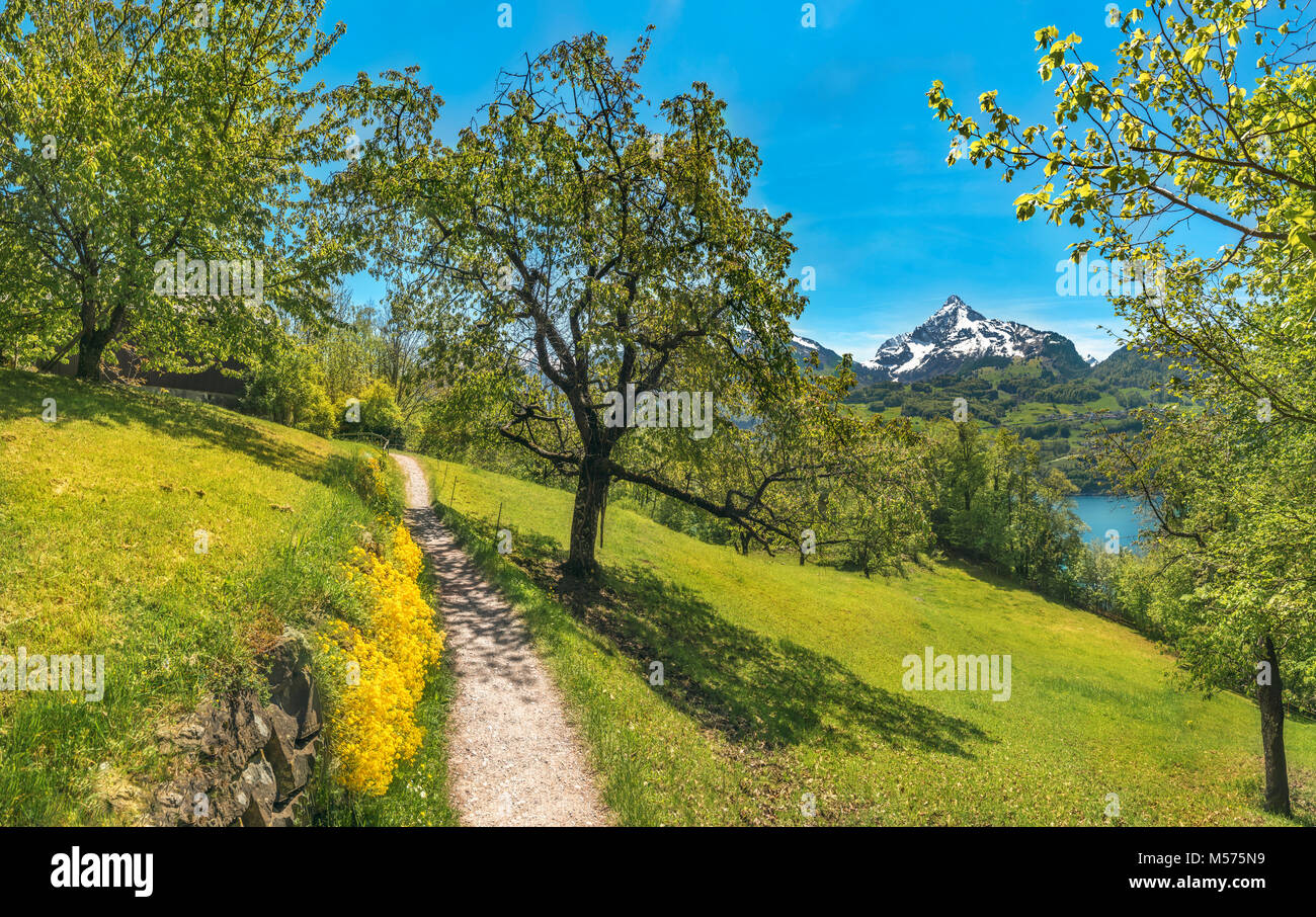 Frühling Landschaft mit einem Wanderweg durch ein Obstgarten, in der Nähe vom Walensee, in den Schweizer Alpen Berge, an einem sonnigen Tag, in Quarten, Schweiz. Stockfoto