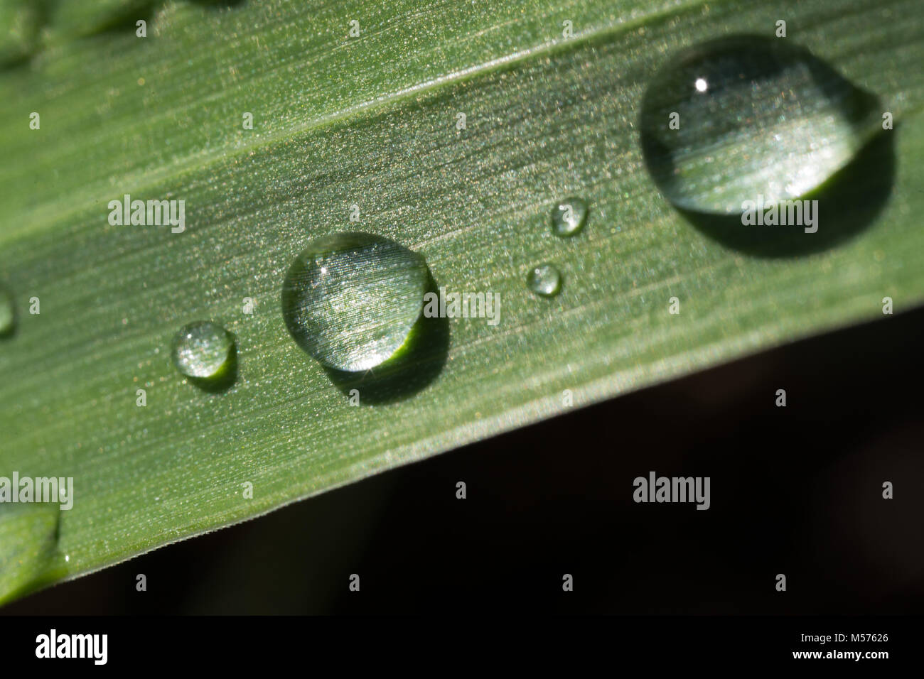 Ein Tropfen, abstrakt, Hintergrund, hell, sauber, Farbe, Tau, Tropfen, frisch, grün, Blatt, Leben, Licht, Makro, Natur, Natur, Regen, Frühling, Stammzellen, Textur Stockfoto