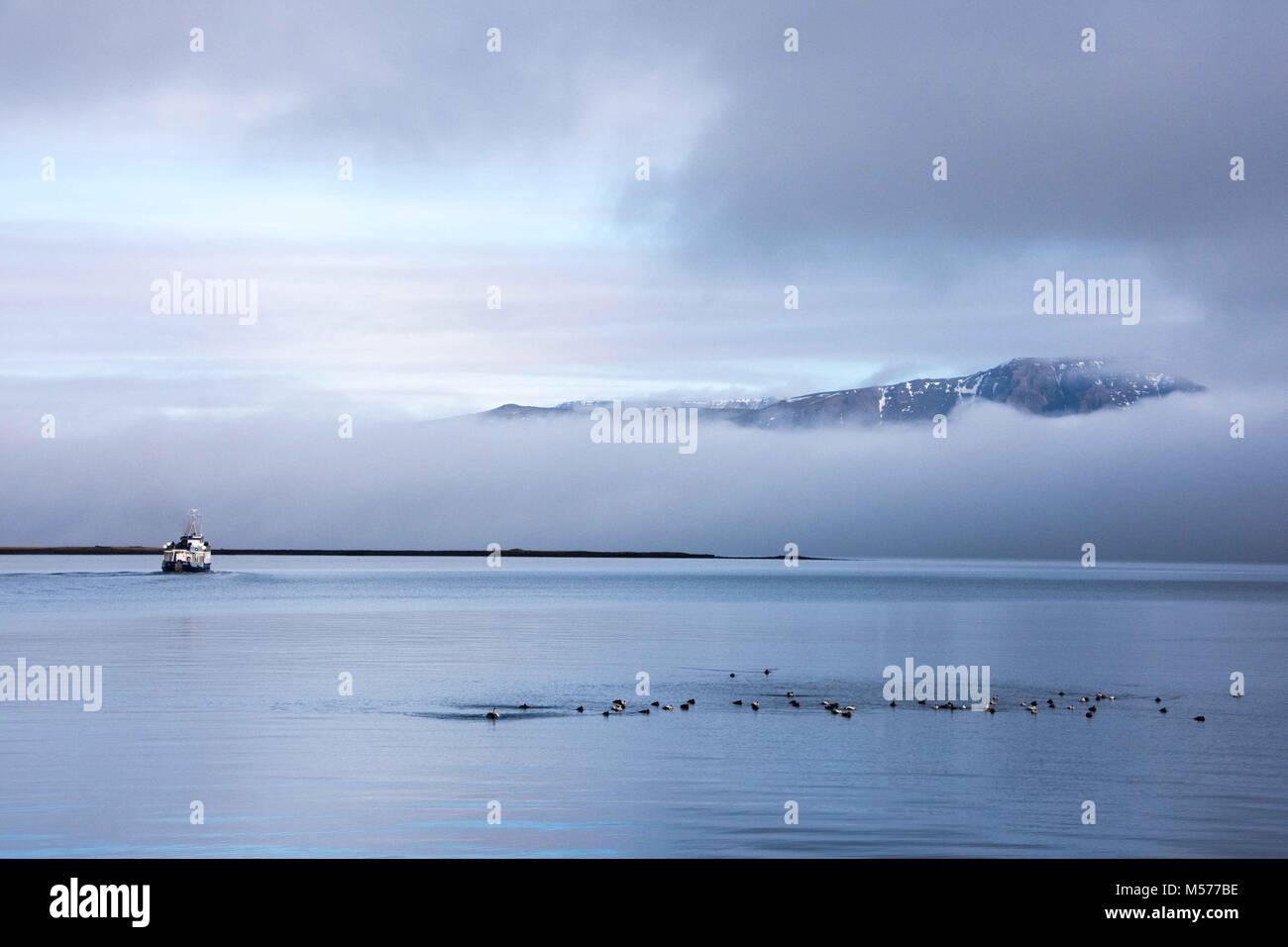 Mit Blick auf nebligen Berge, Vögel und ein Boot von Reykjavik Harbour. Stockfoto