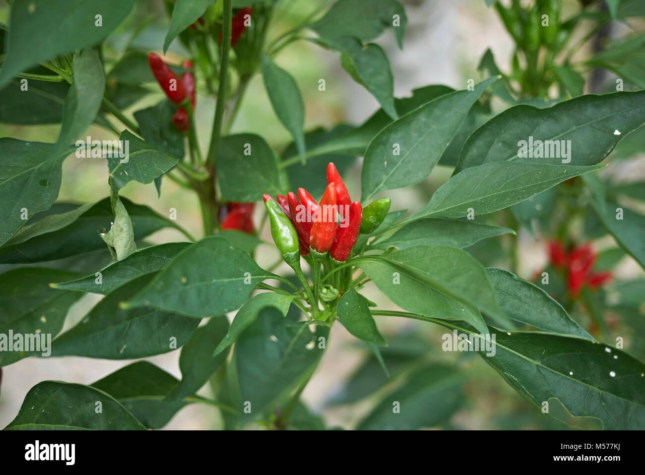 Capsicum annuum Stockfoto