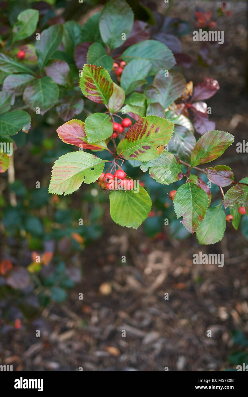 Chamelaucium uncinatum Stockfoto