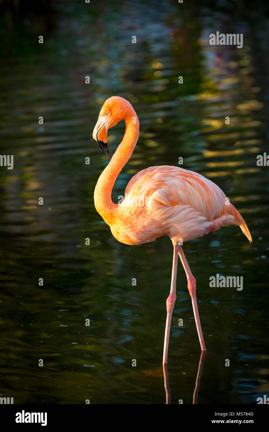 Amerikanische Flamingo (Phoenicopterus Ruper) im Teich an Everglades Wonder Garten, Bonita Springs, Florida, USA Stockfoto