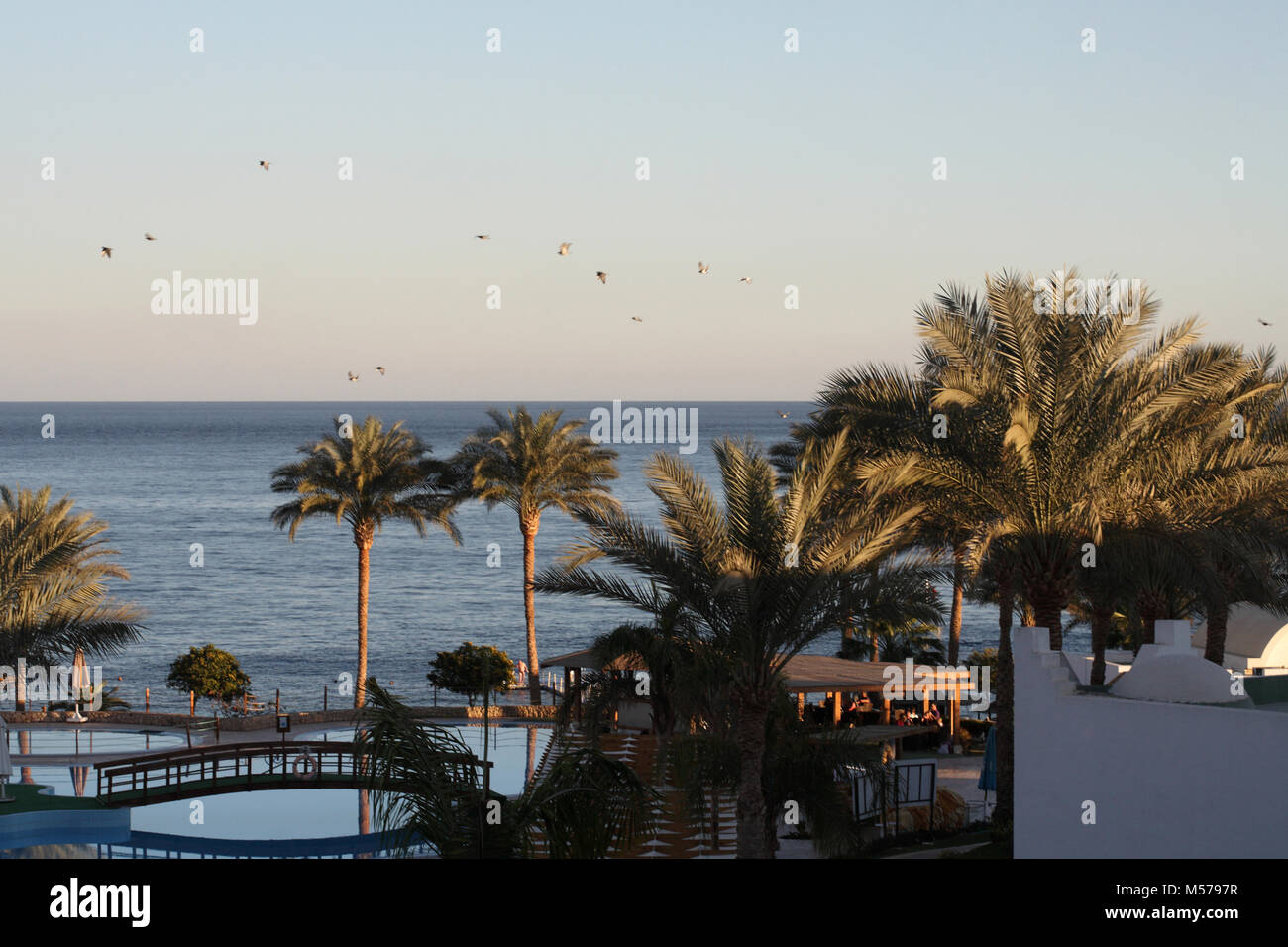 Meer Landschaft, Ägypten, Sharm El-Sheikh, fliegende Vögel Stockfoto