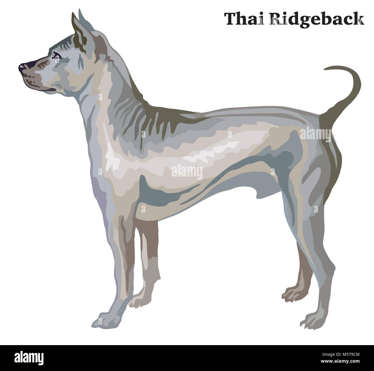 Portrait von ständigen im Profil Thai Ridgeback, Vektor bunte Abbildung auf weißem Hintergrund Stock Vektor