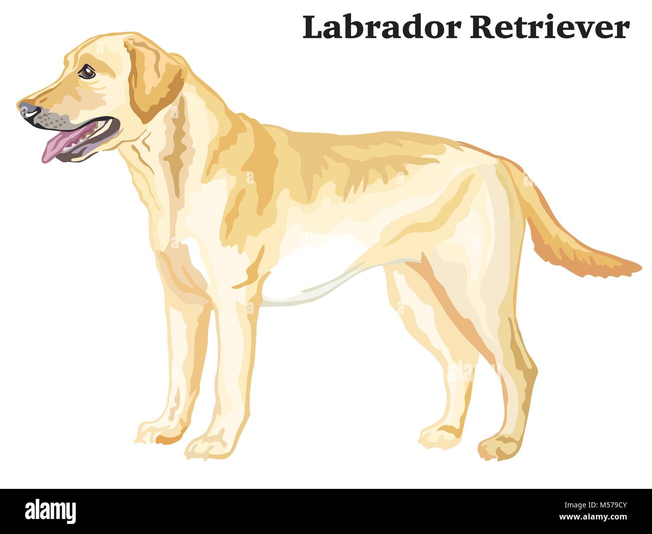 Portrait von ständigen im Profil hund Labrador Retriever, Vektor bunte Abbildung auf weißem Hintergrund Stock Vektor