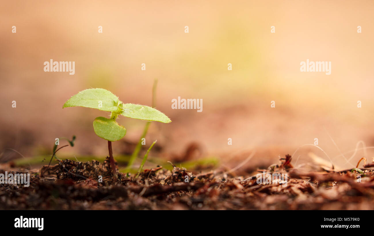 Das Leben findet immer einen Weg Stockfoto