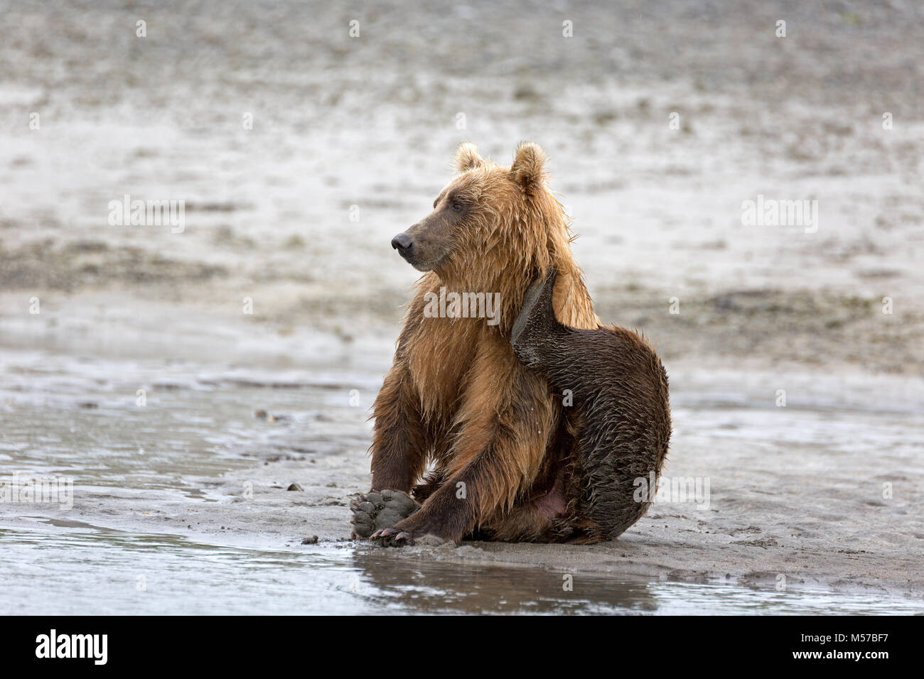 Grizzly Bär am Ufer des Flusses Douglas Stockfoto