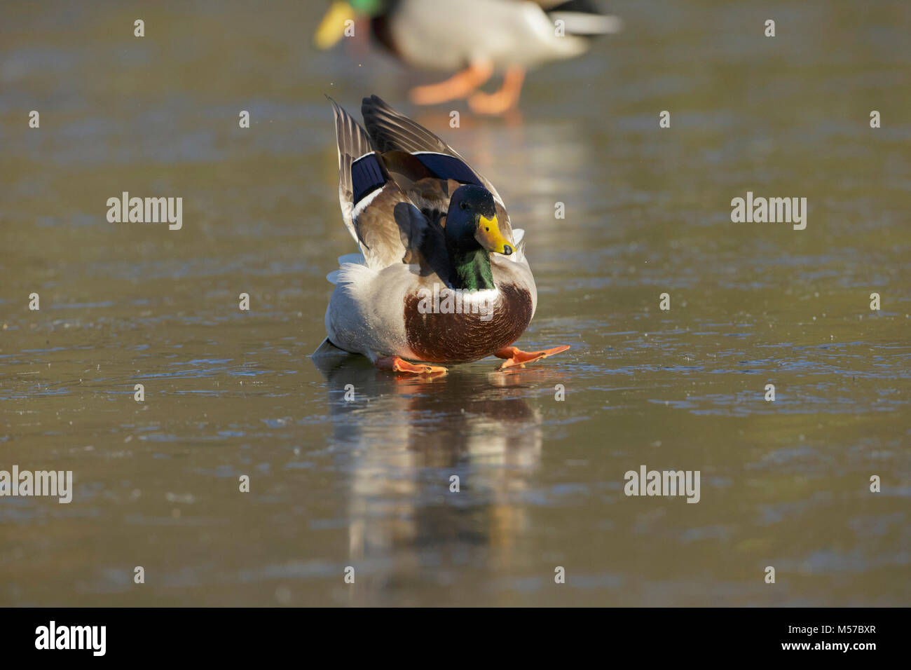 Stockente (Anas platyrhynchos) erwachsenen männlichen, Ausrutschen auf gefrorenen See, Leeds, West Yorkshire, England, Januar Stockfoto