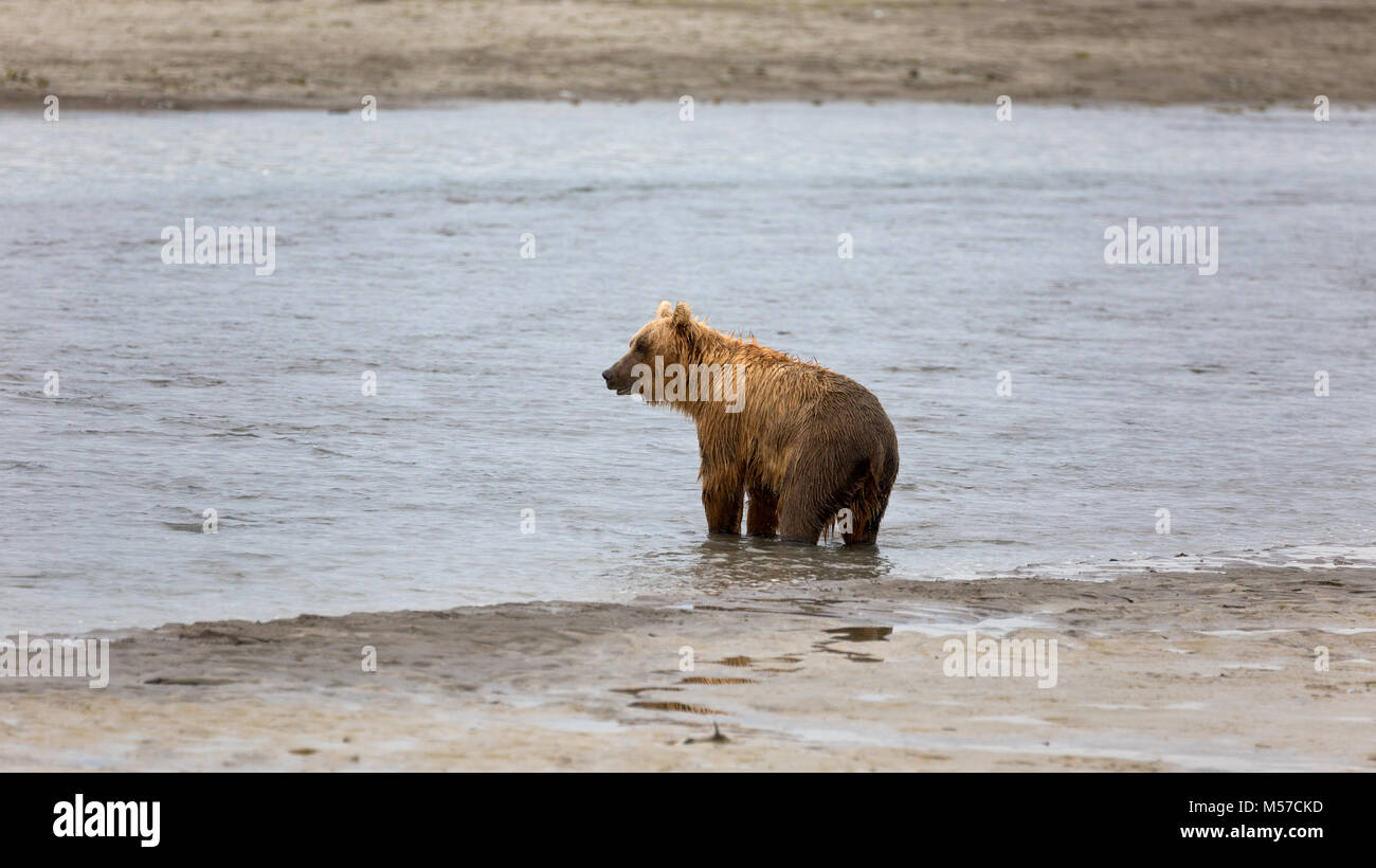 Grizzly Bär am Ufer des Flusses Douglas Stockfoto