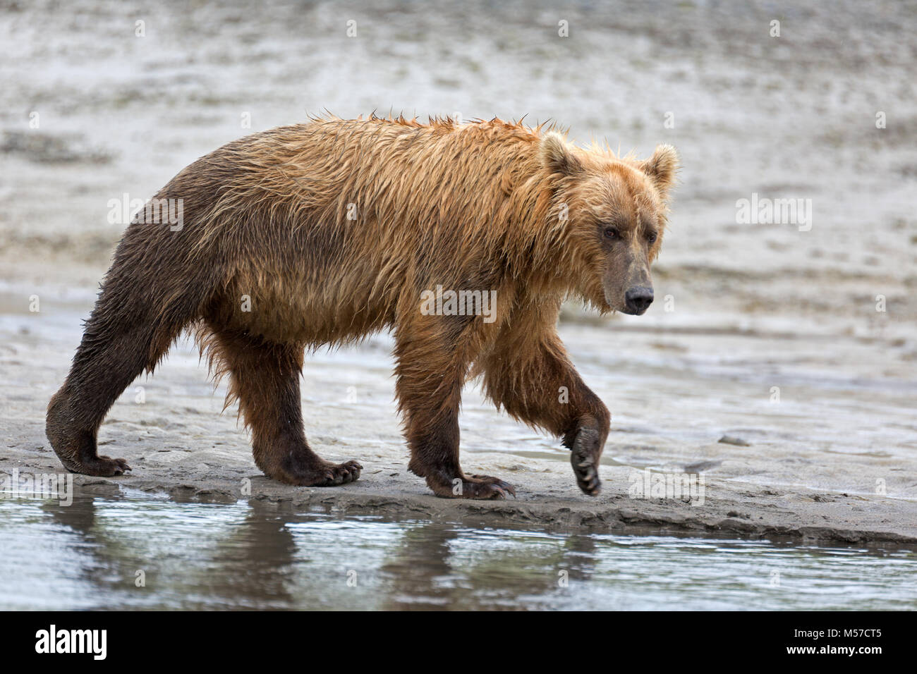 Grizzly Bär am Ufer des Flusses Douglas Stockfoto