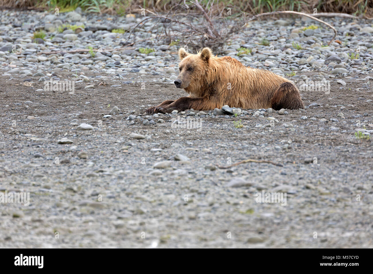 Grizzly Bär am Ufer des Flusses Douglas Stockfoto