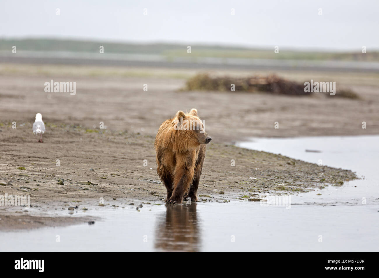 Grizzly Bär am Ufer des Flusses Douglas Stockfoto