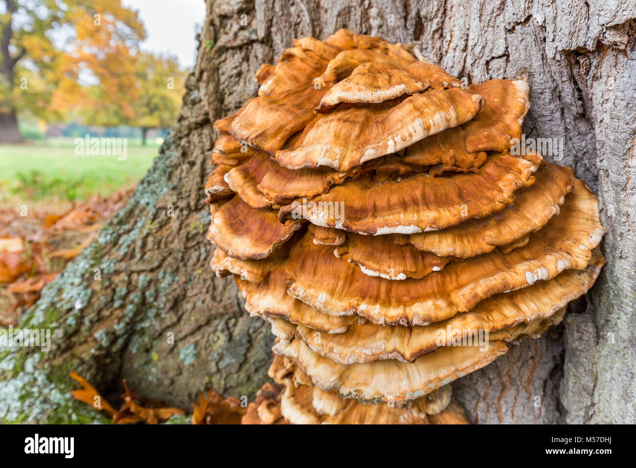 Braune Pilze auf Oak Tree Trunk Stockfoto