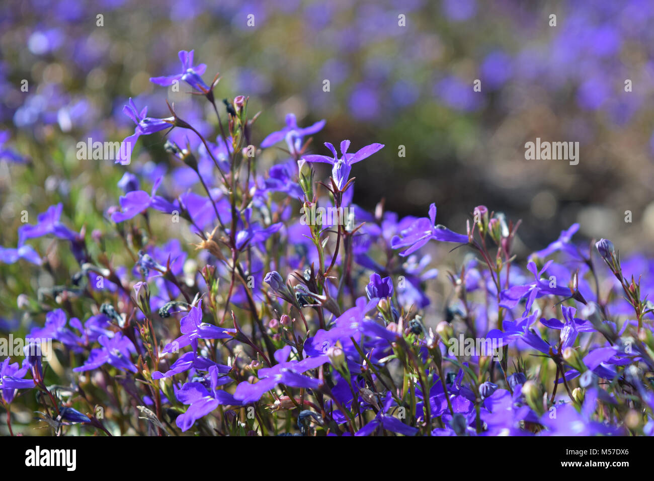 Close up Lobelia blaue Blüten. Jahrbücher. Lobelia erinus. Stockfoto