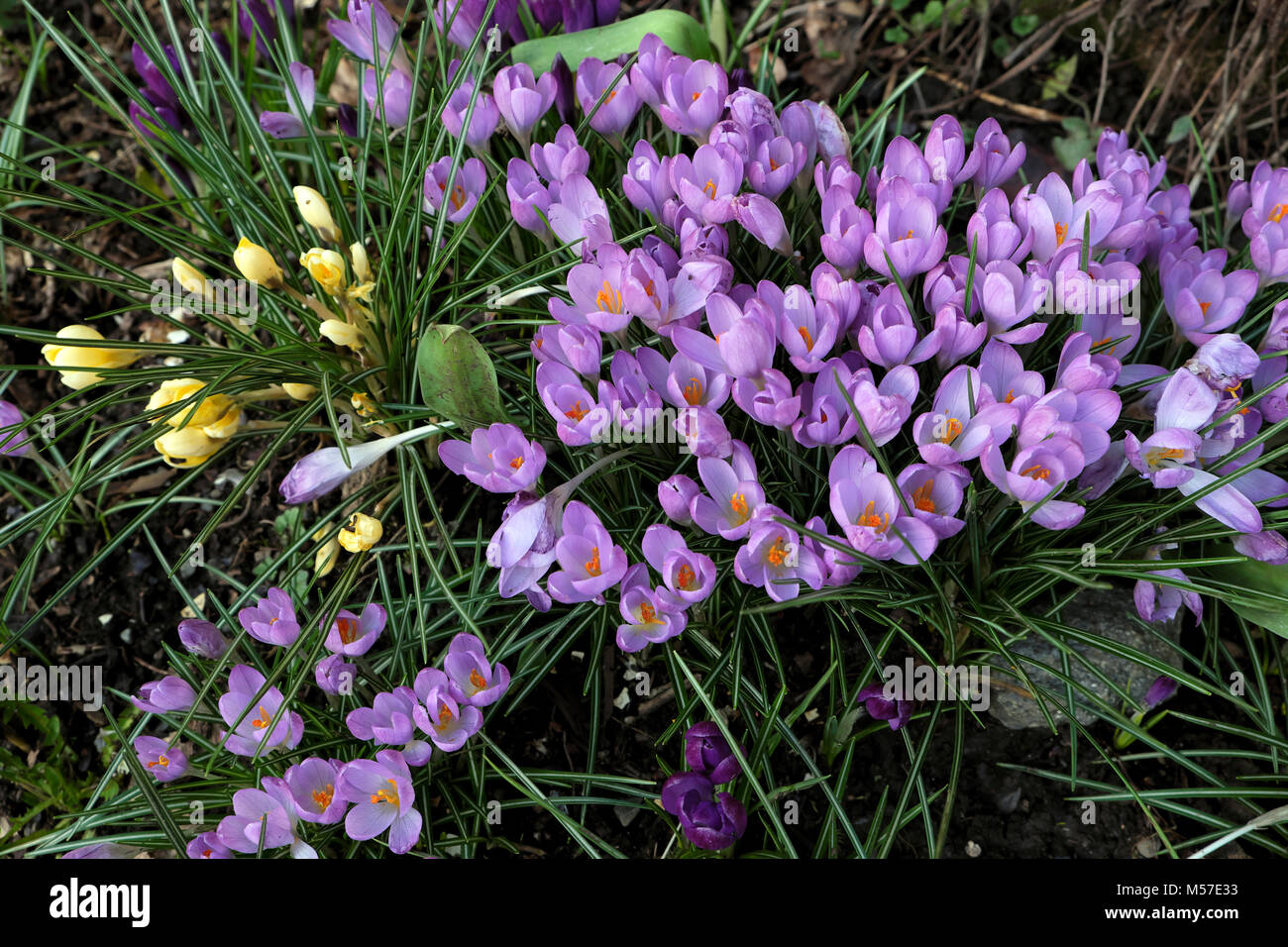 Lila und Gelb Krokusse blühen in einem kleinen Land Garten im Februar Carmarthenshire, Wales UK KATHY DEWITT Stockfoto