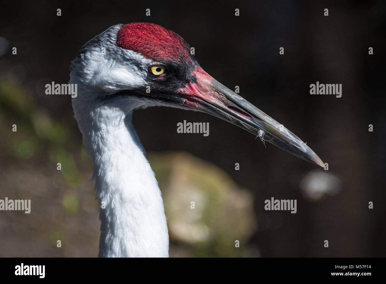 Florida Sandhill Crane (Grus canadensis pratensis) im Homosassa Springs Wildlife State Park an der Florida Gulf Coast. (USA) Stockfoto