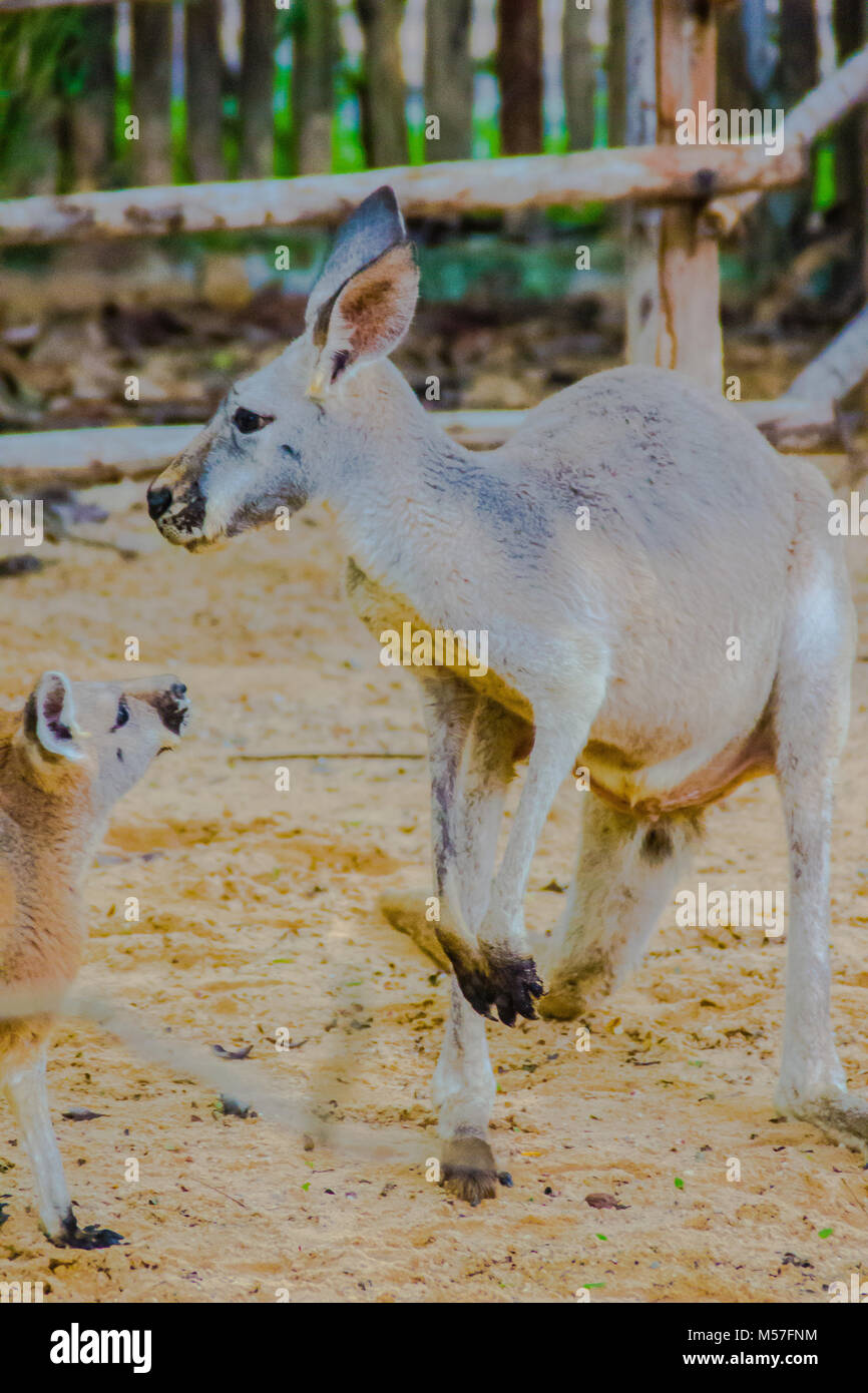 Kangaroo Beuteltier aus der Familie Macropodidae säugetier Tier im ...