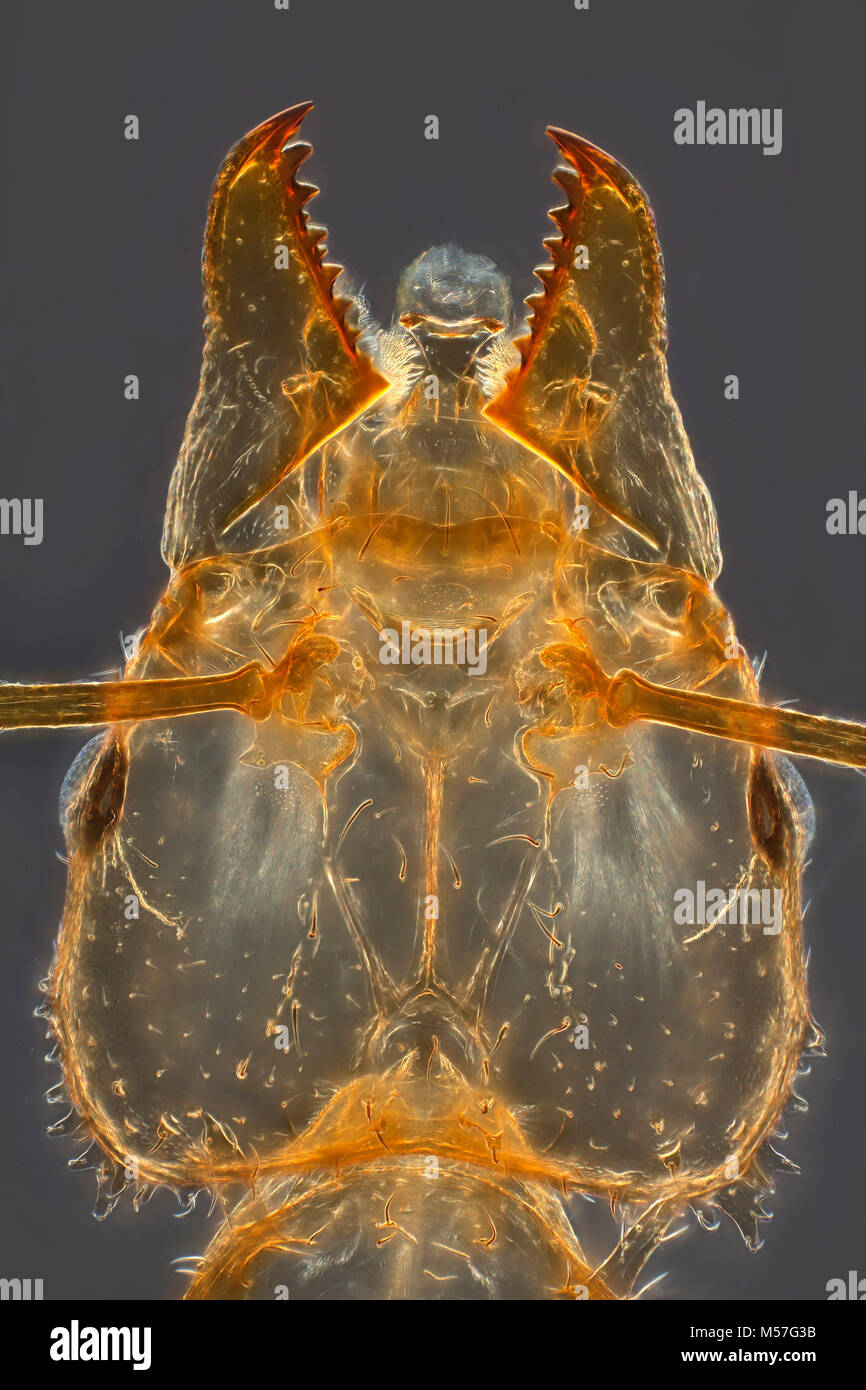 Sonnenschirm ant Atta texana, Trinidad, photomicrograph der Kopf, Kiefer & Augen Stockfoto