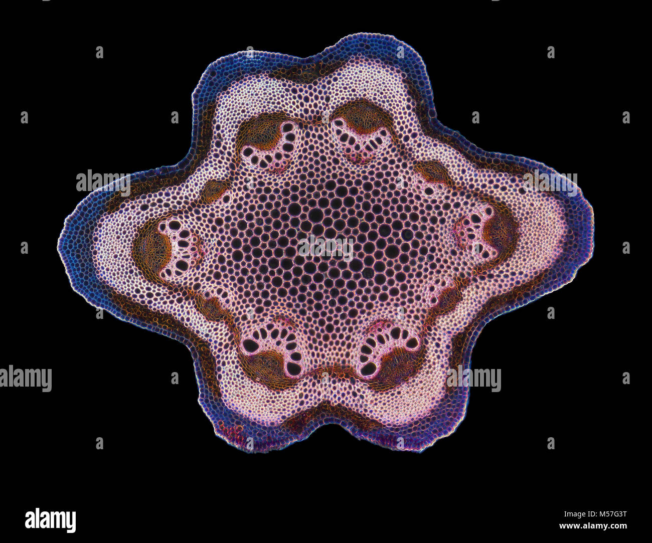 Clematis sp. Stengel, TS. Darkfield photomicrograph, Stockfoto