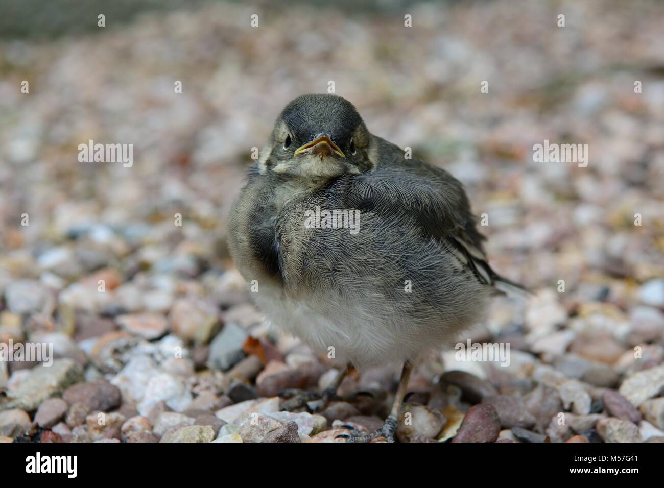 Porträt eines Babys Bachstelze in die Kamera schaut Stockfoto