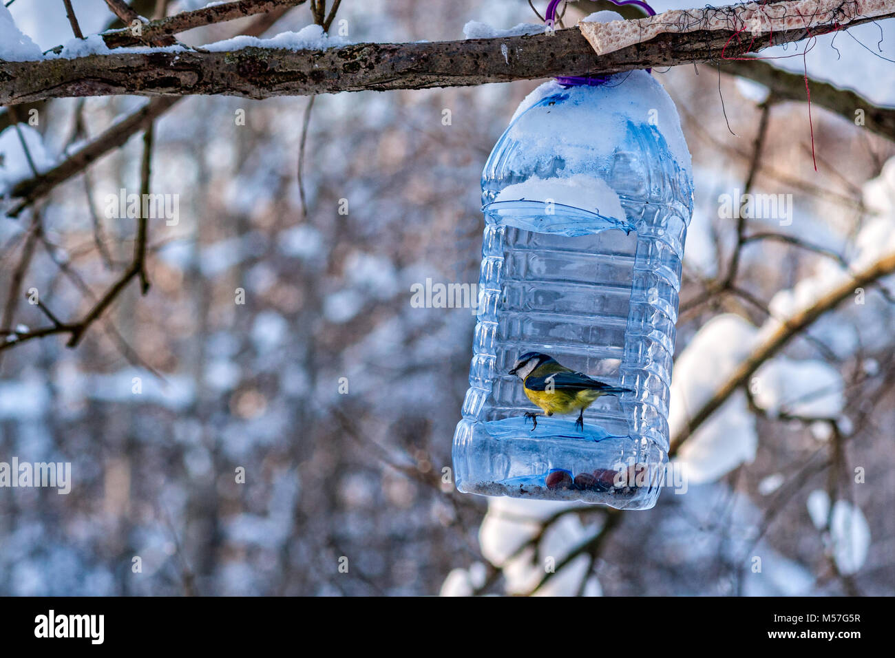 Tomtit Vogel und ein Bird Feeder, gebildet von einem Ballon aus Kunststoff in einem Park. Unterstützung von Vögeln und Tieren während der kalten Jahreszeit Stockfoto