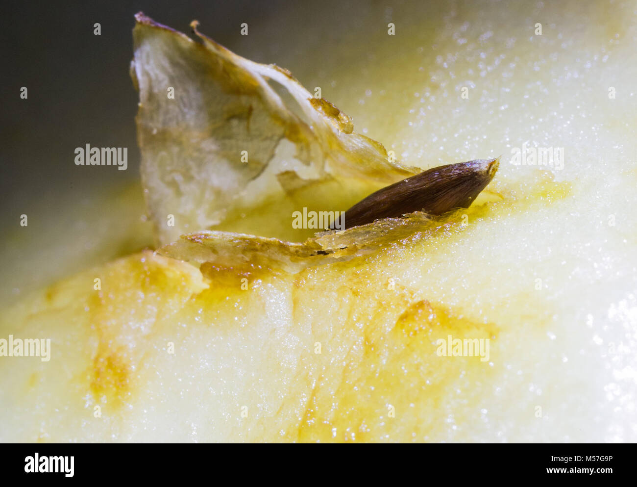 Kunst, Natur, Abstraktes, Nahrung, Hintergrund, Wasser, Natur, Gelb, Apple, Makro, Saatgut, Fleisch, Detail, Blendung, Glanz, Design, Textur, Blumen, Pflanzen Stockfoto