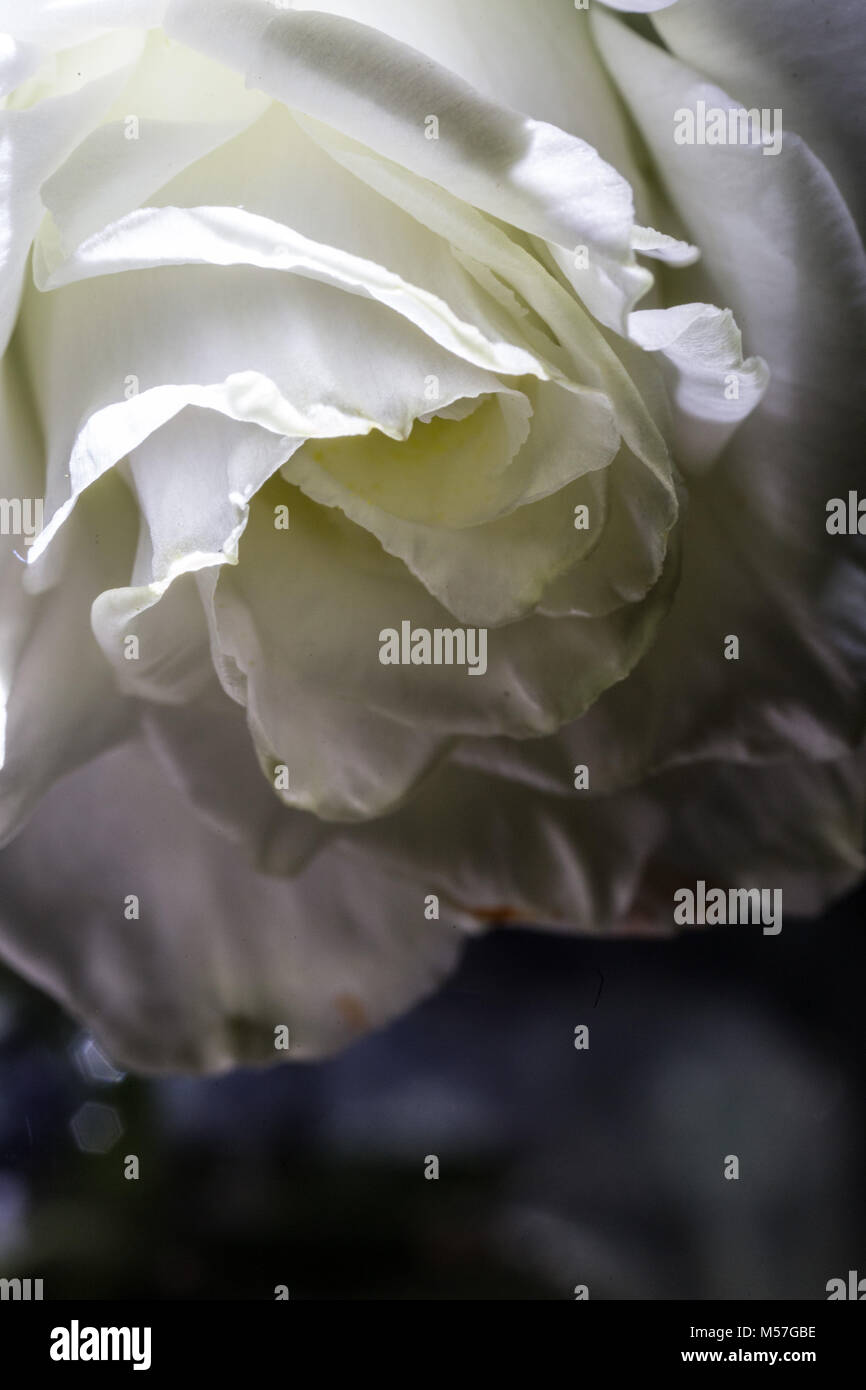 Die Ränder Der Rose Stockfotos und -bilder Kaufen - Alamy