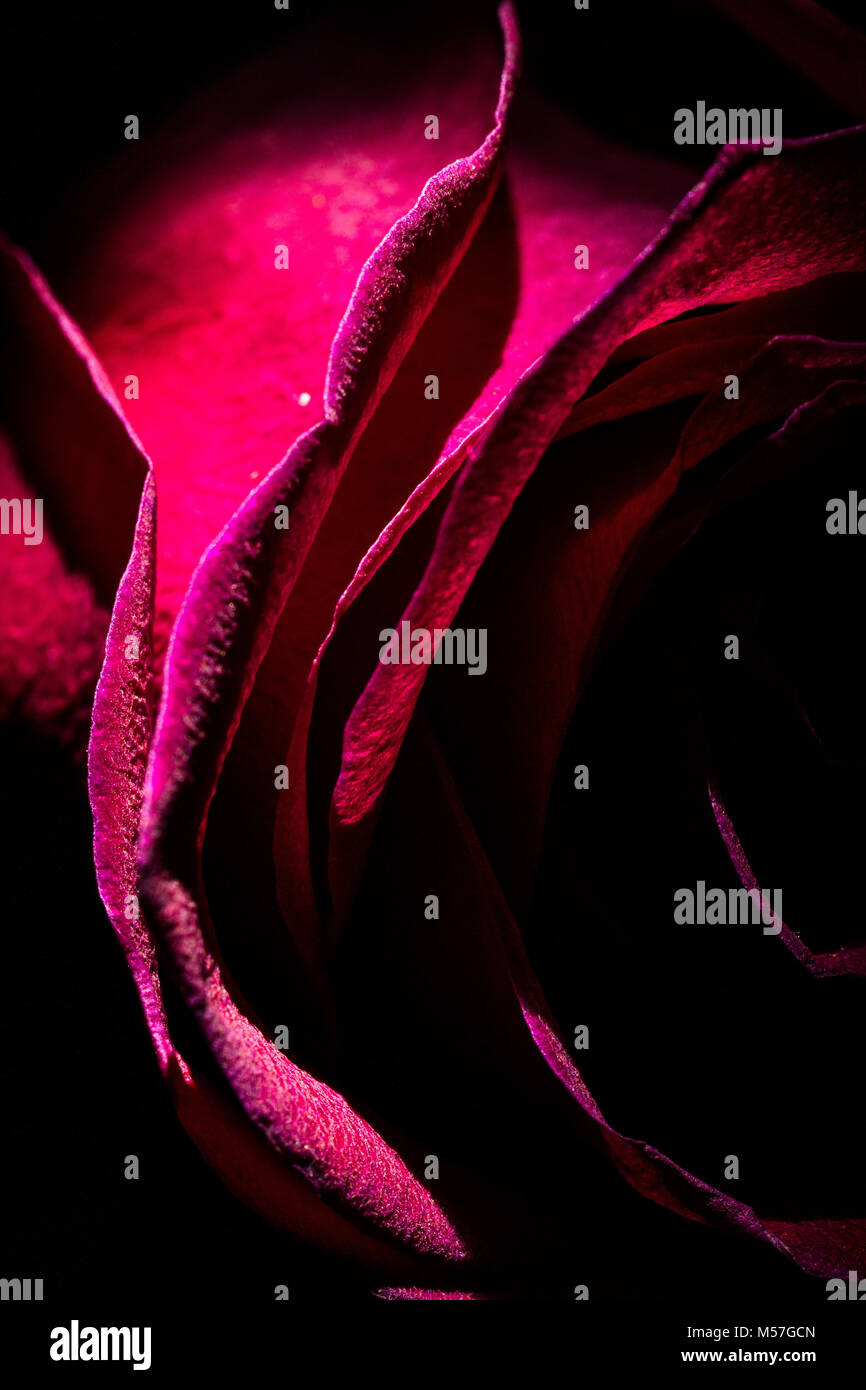 Rose, Blüte, Rot, Makro, Linien, Kurven, schöne, kontrastreiche, romantisch, Valentinstag, Liebe, bunt, Farbe, Textur, Kunst, Illustration, Textur Stockfoto