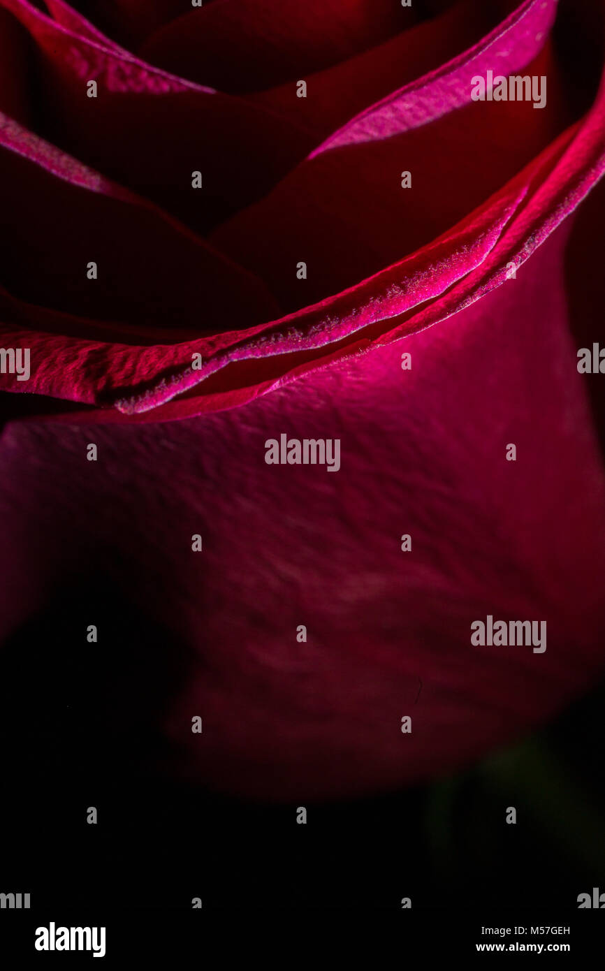 Rose, Blüte, Rot, Makro, Linien, Kurven, schöne, kontrastreiche, romantisch, Valentinstag, Liebe, bunt, Farbe, Textur, Kunst, Illustration, Textur Stockfoto