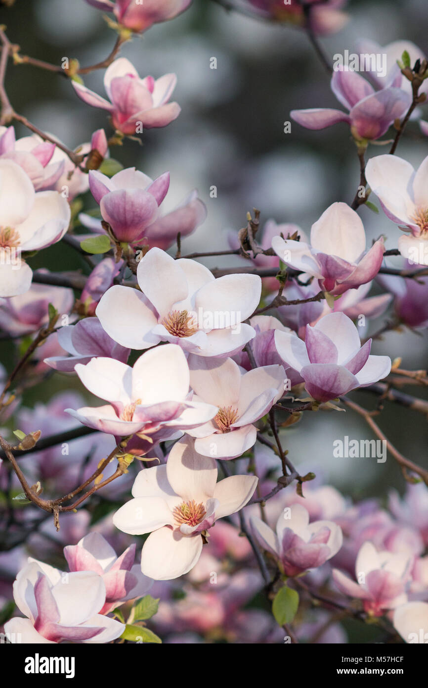 Schönheit, natürliche, schöne, Jahreszeit, Natur, magnolienblüte, Magnolia, Blumen, Frühling, blühen, Pollen, altes, Baum, Blütenblätter, Unschärfe, Teleobjektiv Stockfoto