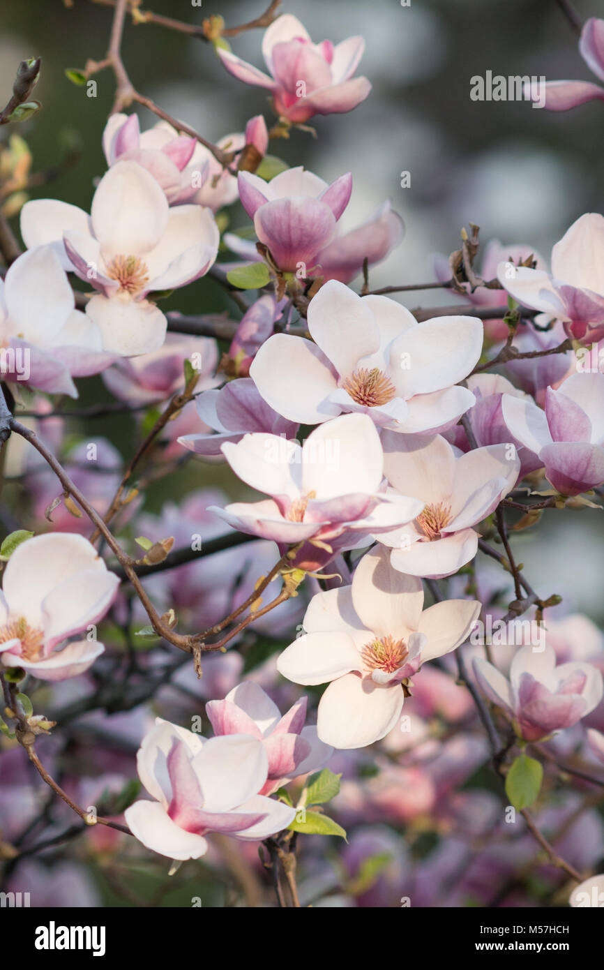 Schönheit, natürliche, schöne, Jahreszeit, Natur, magnolienblüte, Magnolia, Blumen, Frühling, blühen, Pollen, altes, Baum, Blütenblätter, Unschärfe, Teleobjektiv Stockfoto