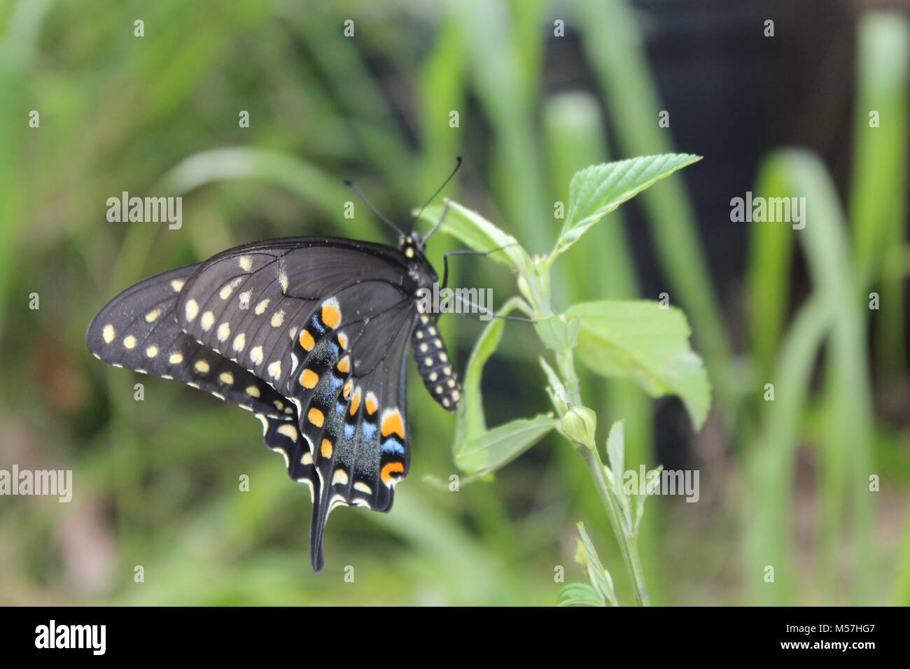 Central Texas Schwalbenschwanz Schmetterling auf einer Anlage. Eine Nordamerikanische Schmetterling, das ist das Oklahoma nationalen Schmetterling. Stockfoto