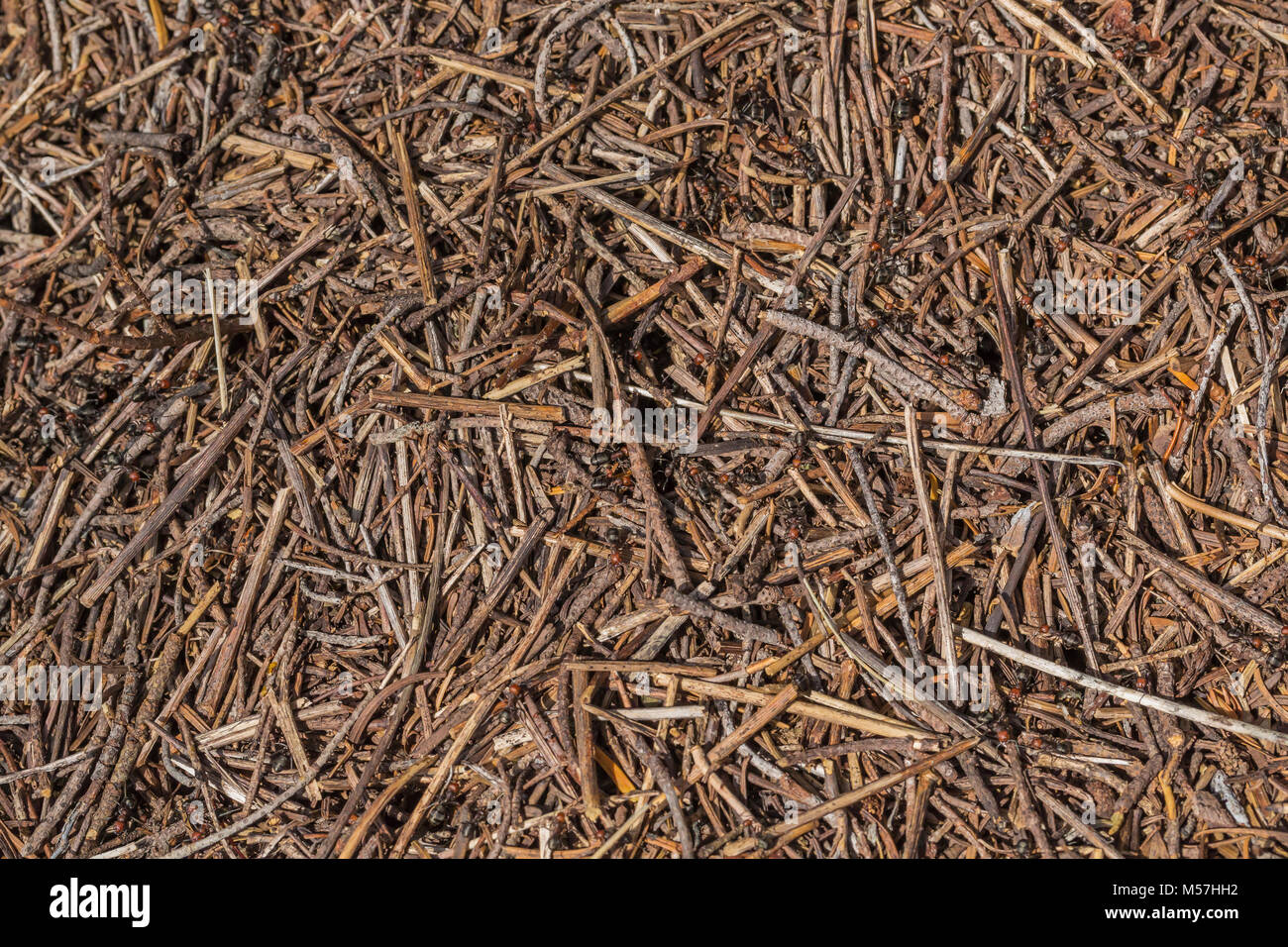 Western Thatching Ant, Formica obscuripes, Damm in Grand Valley in Olympic National Park, Washington State, USA Stockfoto