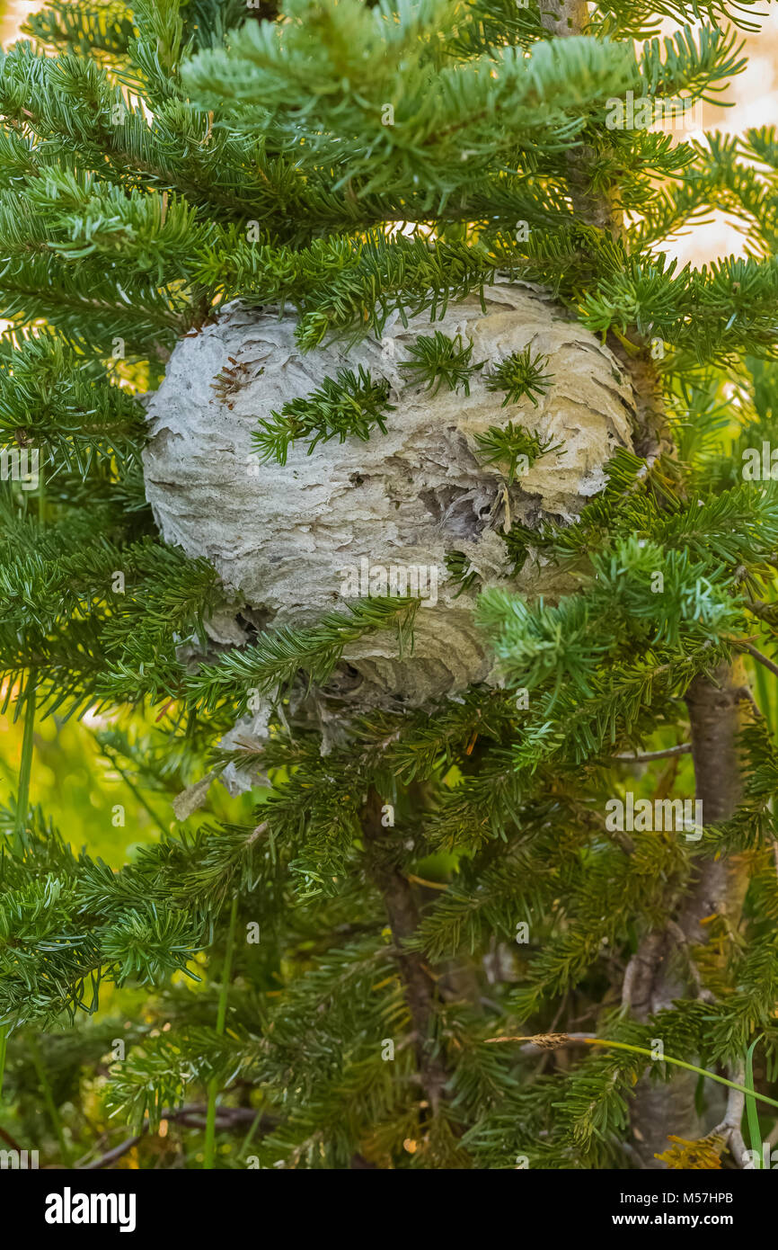 Glatze - Hornet, Dolichovespula maculate, Nest entlang der Grand Pass Trail während einer Rucksacktour in Grand Valley in Olympic National Par gesehen konfrontiert Stockfoto