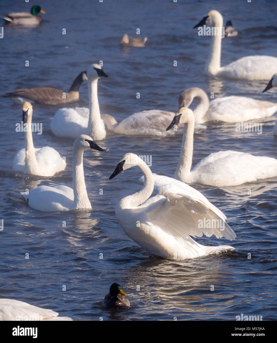 Schwäne im Winter, der Trompeter und Tundra am Mississippi River mit Enten Stockfoto