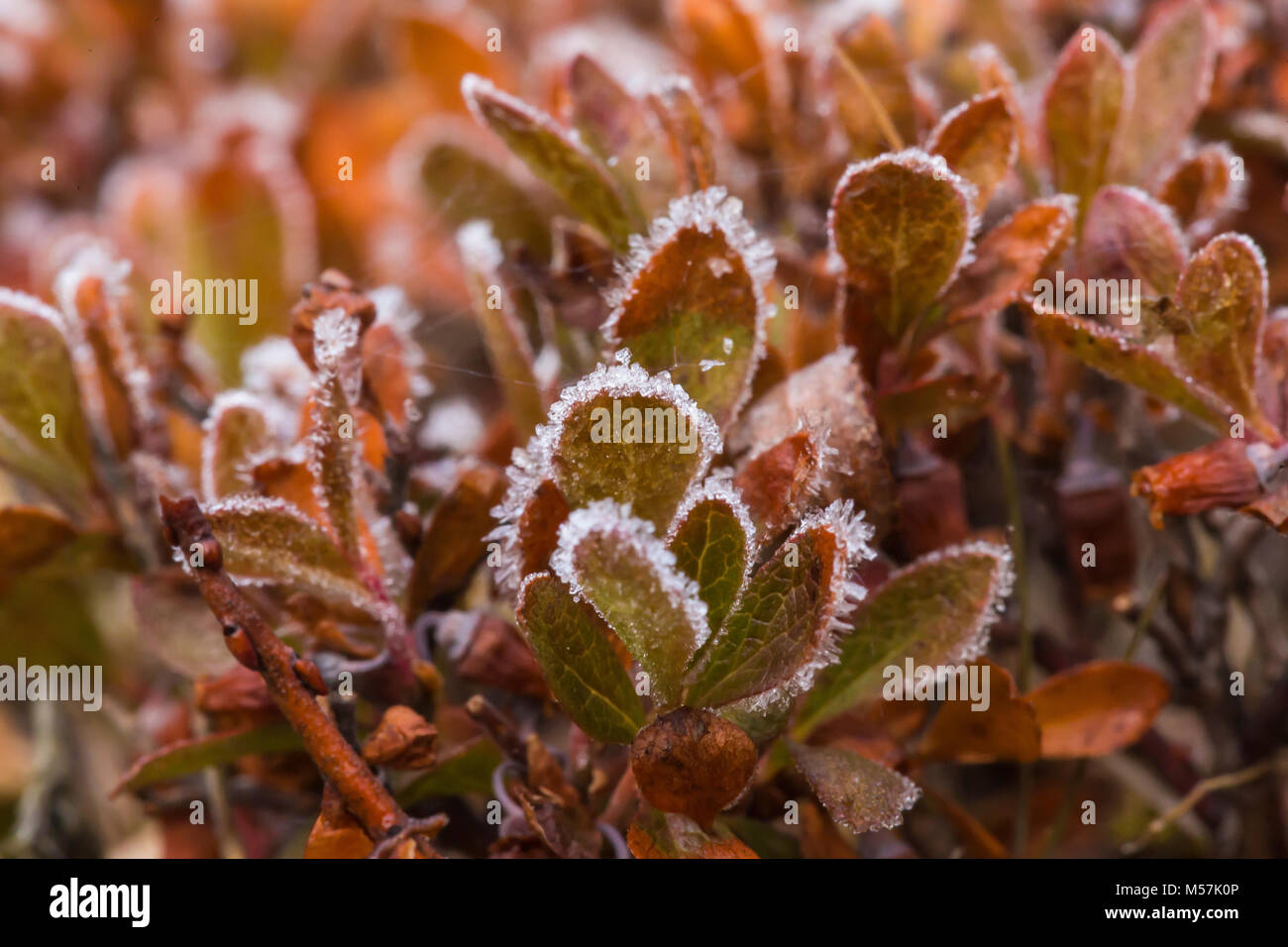 Am frühen Morgen Frost auf Cascade Heidelbeere Vaccinium deliciosum, Herbst in einem subalpinen Wiese verlässt, während einer Rucksacktour in Grand Valley in Ol Stockfoto