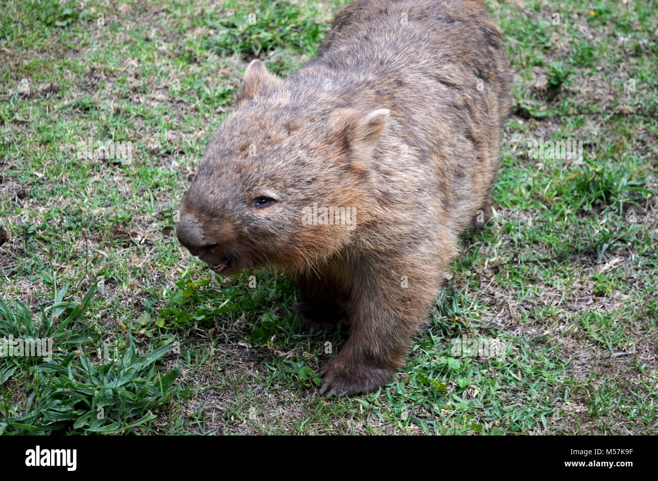 Wombat, Beuteltier, Australien Stockfoto