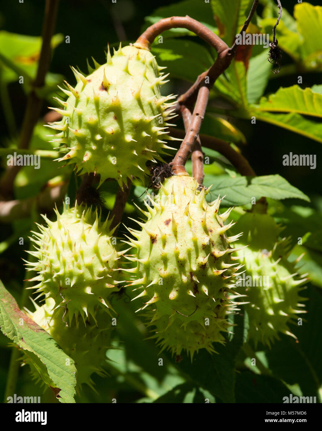 Walnüsse in grünen stacheligen Schalen wie conkers auf Baum Tursac Dordogne Frankreich Stockfoto