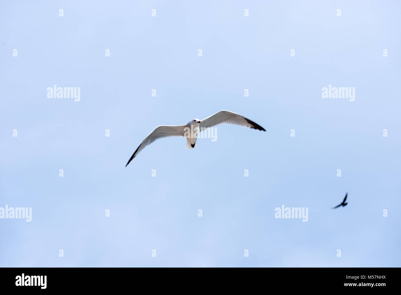 Möwen fliegen über das Mittelmeer in Cala Pi auf der Insel Mallorca, Spanien. Stockfoto