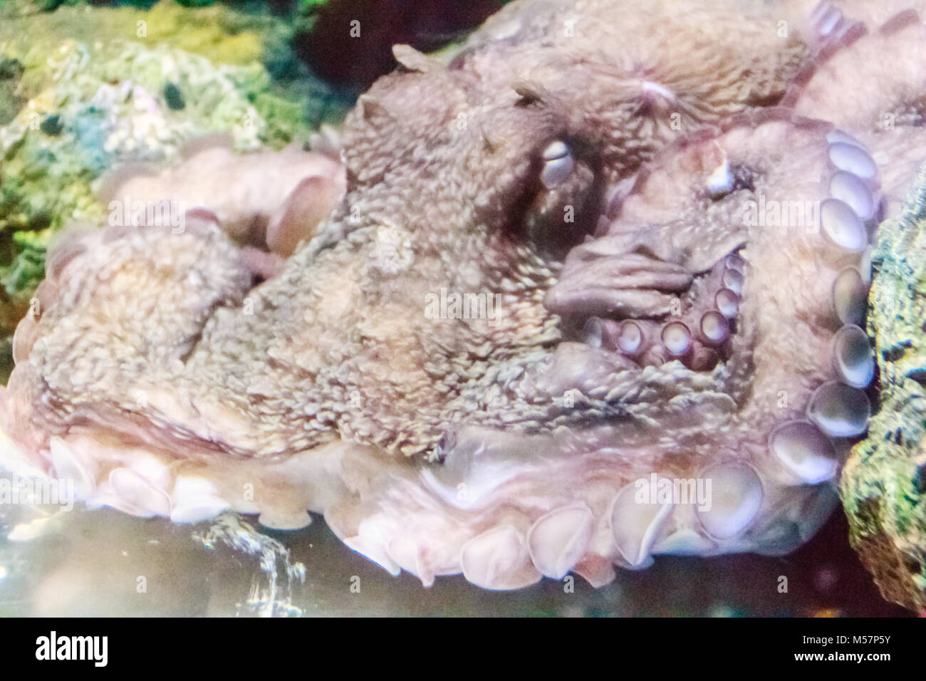 Giant Octopus lauert in der Coral Gables warten die Opfer anzugreifen. Stockfoto