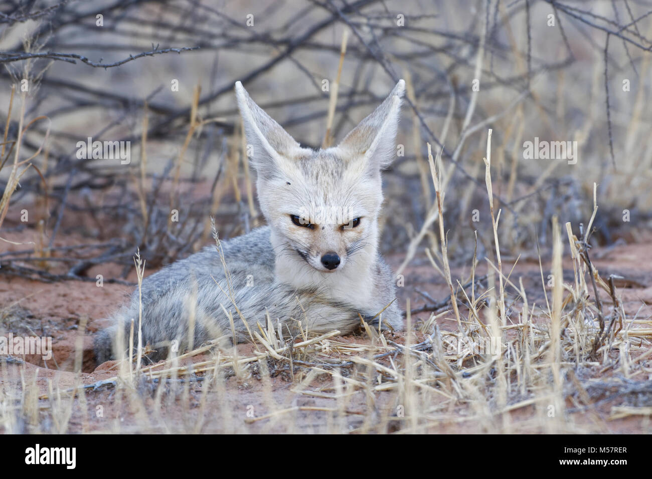 Cape Fox (Vulpes chama), erwachsene Frau in der Dämmerung, alert Lügen, Kgalagadi Transfrontier Park, Northern Cape, Südafrika, Afrika Stockfoto