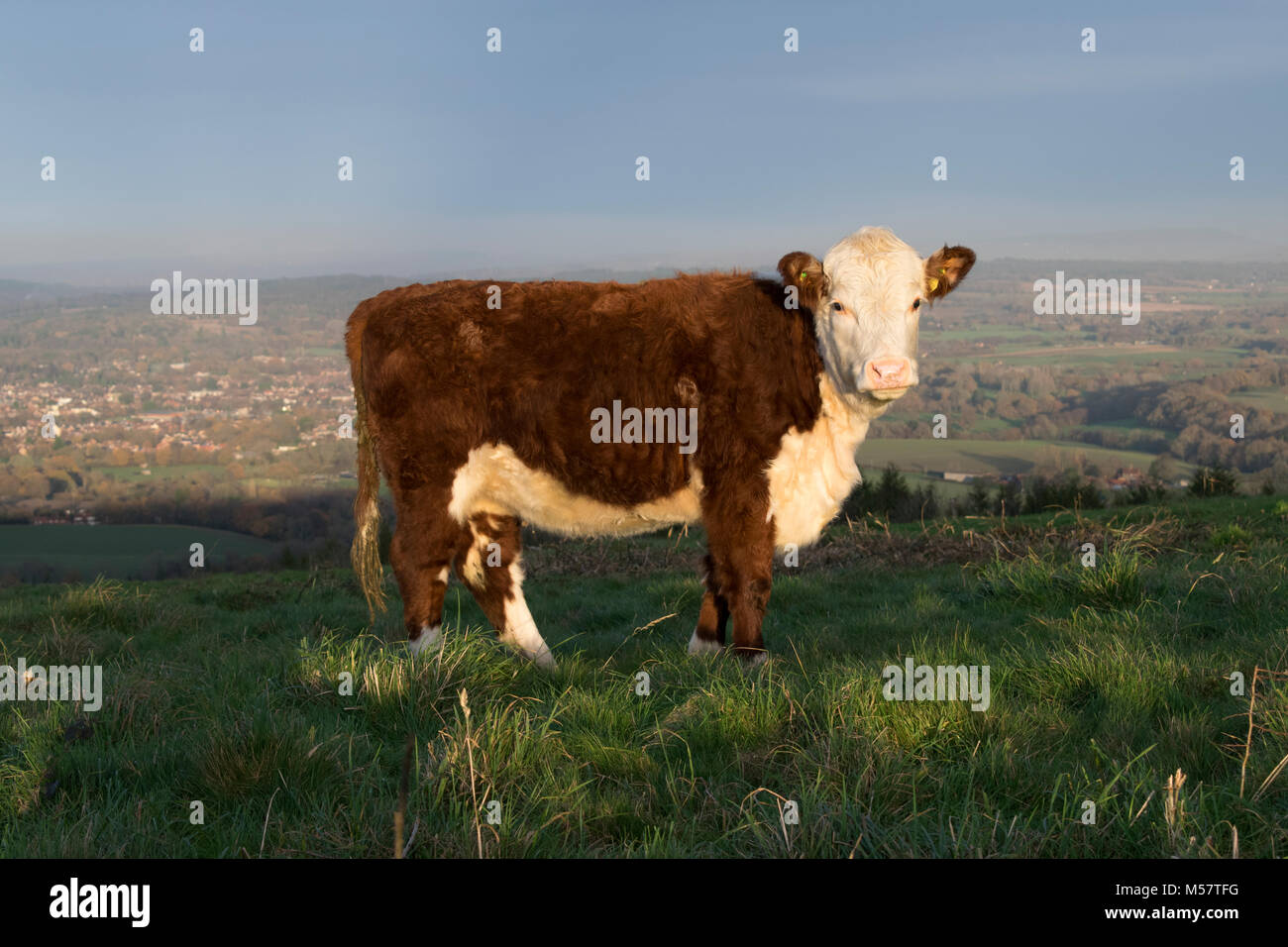 Hereford Rind Kalb, South Downs National Park Stockfoto