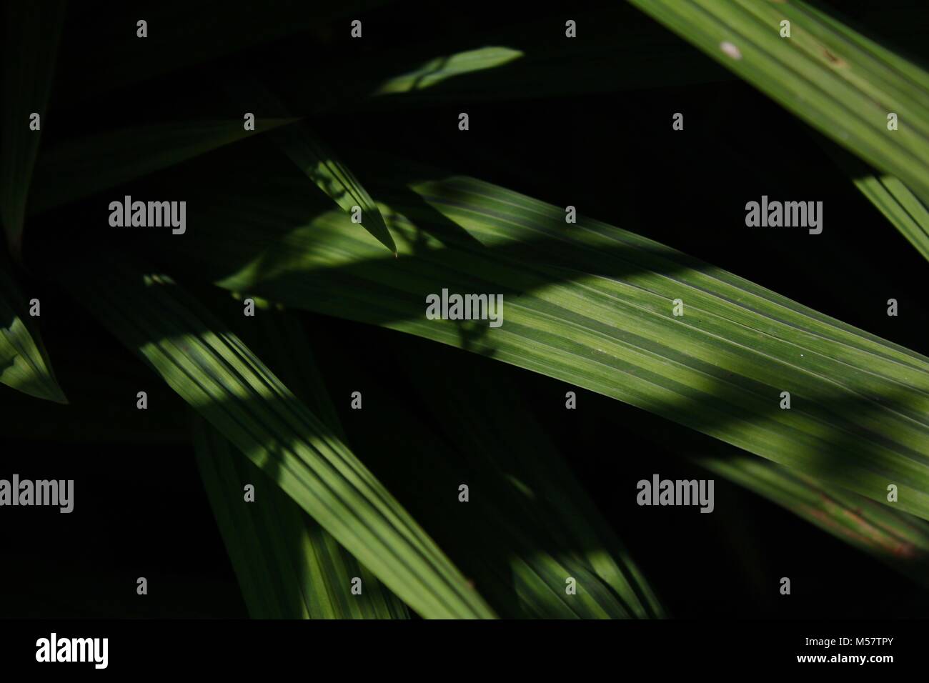 Grüne Blätter und Schatten Stockfoto