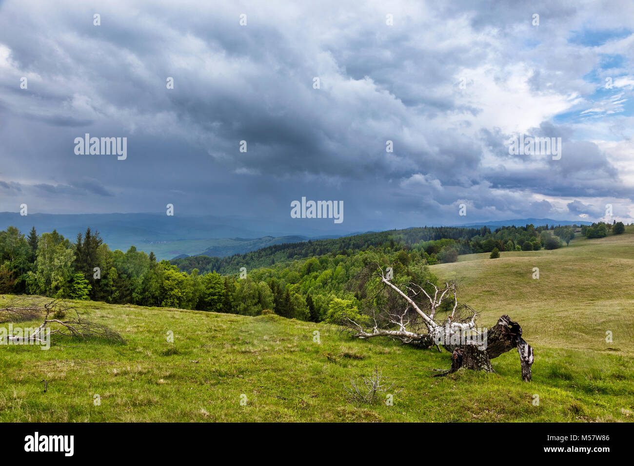 Dramatische Sturm Himmel mit dunklen Wolken über grüne Wiesen und bewaldete Hügel, umgefallene Baum Stockfoto