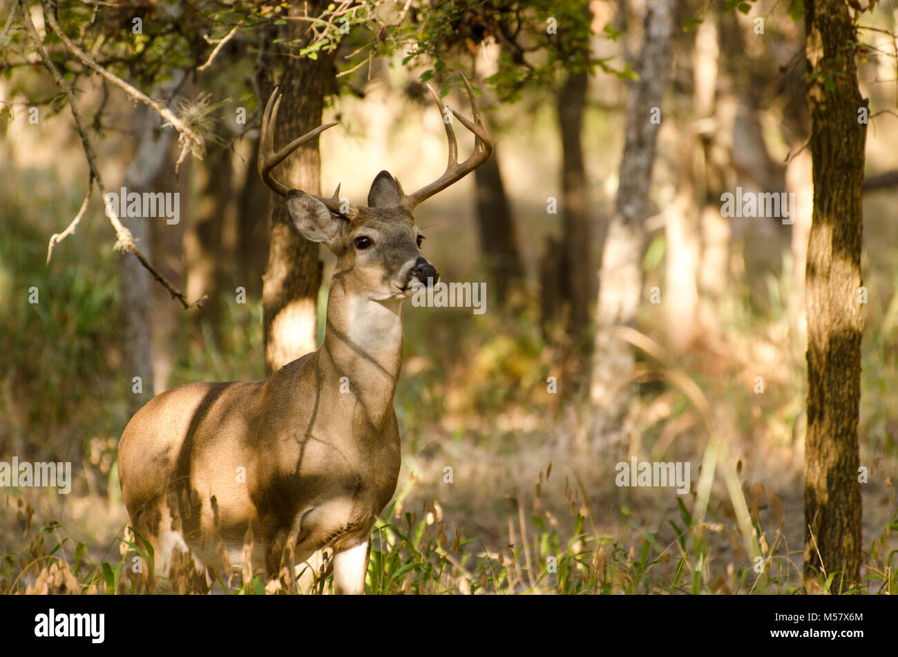 North American White tail Hirsche in der bewaldeten Umgebung Stockfoto