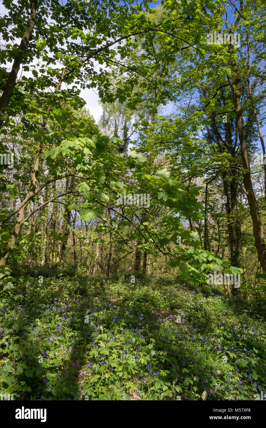 Englisch Wald im Frühling. Tom Wood, Charlesworth, Derbyshire, England Stockfoto