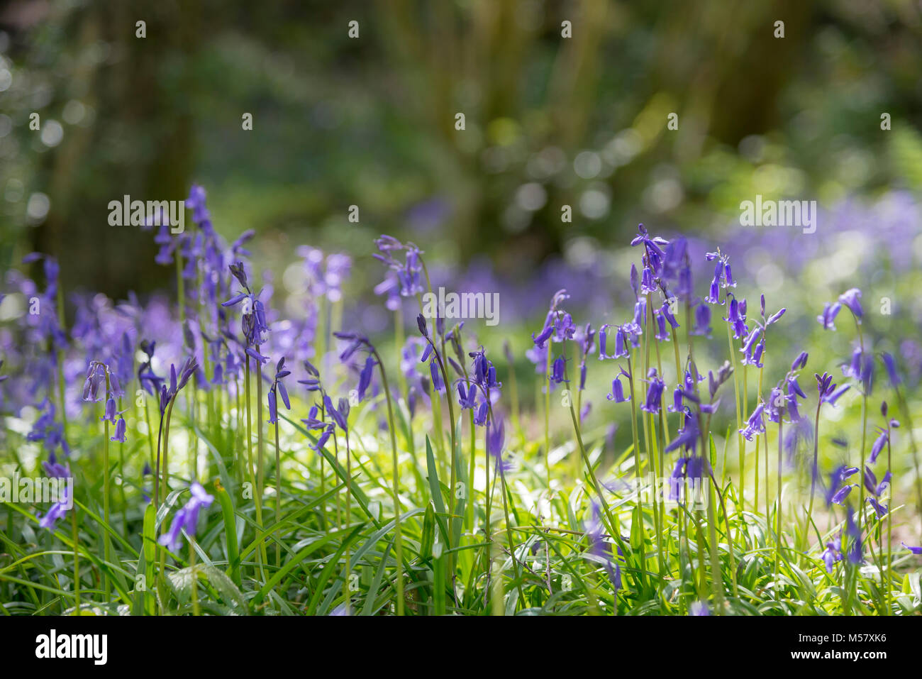 Bluebells in einem englischen Wälder im Frühjahr. Tom Wood, Charlesworth, Derbyshire, England. Stockfoto